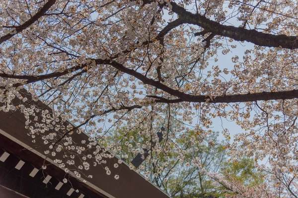 Fiori Ciliegio Santuario Yasukuni Tokyo Giappone Famoso Luogo Turistico Tokyo — Foto Stock