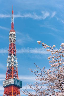 Tokyo Kulesi ve bahar sezonu Sakura Cherry blossom, Tokyo, Japonya.
