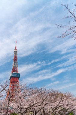 Tokyo Kulesi ve bahar sezonu Sakura Cherry blossom, Tokyo, Japonya.