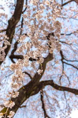Bahar sezonu Sakura Cherry blossom, Tokyo, Japonya.