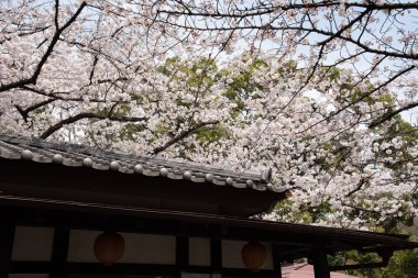 Bahar sezonu Sakura Cherry blossom, Tokyo, Japonya.