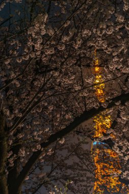 Tokyo Kulesi ve bahar sezonu Sakura Cherry blossom, Tokyo, Japonya.