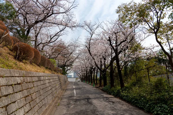 Токийская Башня Цветение Сакуры Весной Токио Япония — стоковое фото