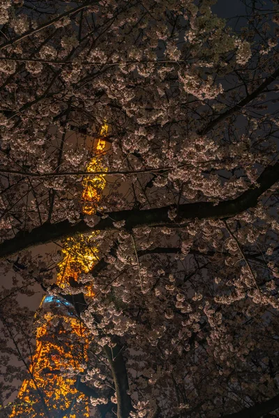 Tour Tokyo Sakura Les Cerisiers Fleurissent Printemps Tokyo Japon — Photo