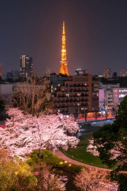 Tokyo Kulesi olarak arka plan ile çiçek açması kiraz gece manzarası. Photoed Mori Garden'da, Tokyo, Japonya.