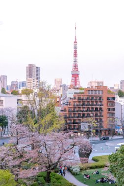 Roppongi, Tokyo, Japonya - 26 Mart 2018: görünüm kiraz çiçek Mori Garden'da, Tokyo, Japonya. 