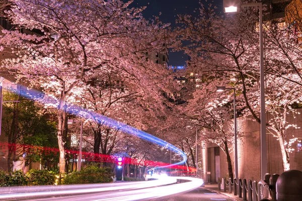 Florecimiento Cerezos Roppongi Sakurazaka Tokio Japón — Foto de Stock