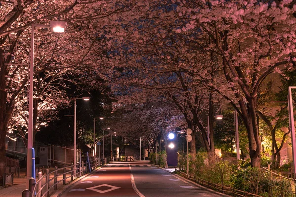 Roppongi Sakurazaka Tokio Japonsko Března 2018 Cherry Který Kvete Roppongi — Stock fotografie