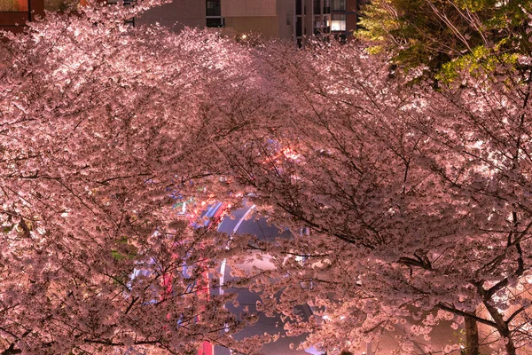 Roppongi Sakurazaka Tokyo Japan März 2018 Kirschblüte Bei Roppongi Sakurazaka — Stockfoto