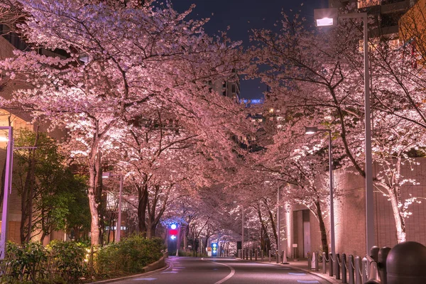 Roppongi Sakurazaka Tokyo Japon Mars 2018 Floraison Cerisiers Roppongi Sakurazaka — Photo