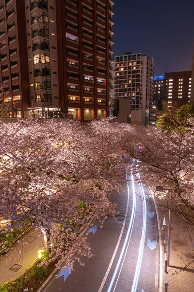 Florecimiento Cerezos Roppongi Sakurazaka Tokio Japón — Foto de Stock