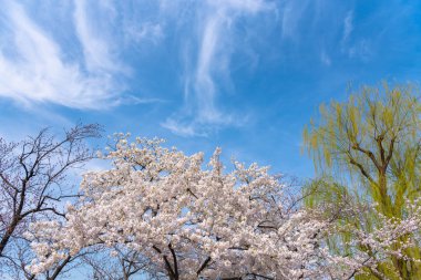 Bahar sezonu Sakura Cherry blossom, Tokyo, Japonya.