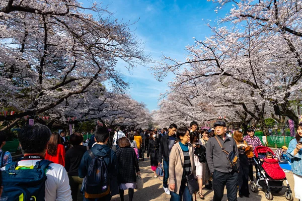 People Enjoy Cherry Blossoms Japan — Stock Photo, Image