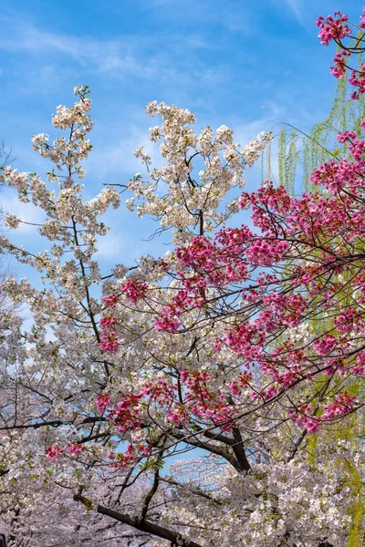 Sakura Flor Cerezo Primavera Tokio Japón — Foto de Stock