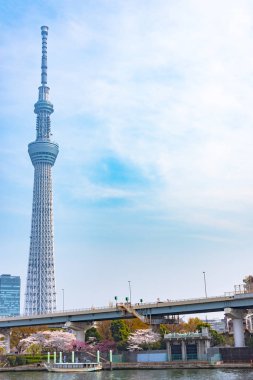 Tokyo Skytree Kulesi Sumida Park'ta tam Bloom kiraz çiçekleri ile. Cruise gemi ve su bir sürü Sumida Nehri üzerinde otobüs yolculuğu.