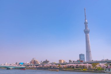 Tokyo Skytree Kulesi Sumida Park'ta tam Bloom kiraz çiçekleri ile. Cruise gemi ve su bir sürü Sumida Nehri üzerinde otobüs yolculuğu.