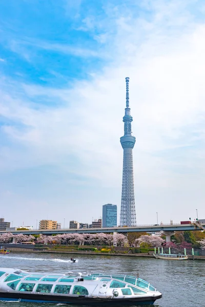 Tokyo Skytree Torn Med Blommande Körsbärsträd Full Blom Sumida Park — Stockfoto