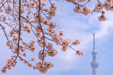 Tokyo Skytree Kulesi Sumida Park'ta tam Bloom kiraz çiçekleri ile. Tokyo Skytree Japonya, 634 m boyunda en yüksek kulede, kule Sumida bölgesinde yayın ve gözlem.