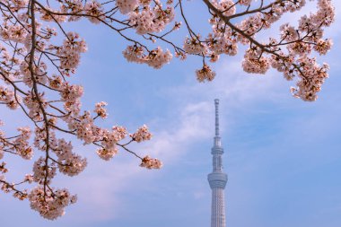 Tokyo Skytree Kulesi Sumida Park'ta tam Bloom kiraz çiçekleri ile. Tokyo Skytree Japonya, 634 m boyunda en yüksek kulede, kule Sumida bölgesinde yayın ve gözlem.