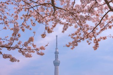 Tokyo Skytree Kulesi Sumida Park'ta tam Bloom kiraz çiçekleri ile. Tokyo Skytree Japonya, 634 m boyunda en yüksek kulede, kule Sumida bölgesinde yayın ve gözlem.