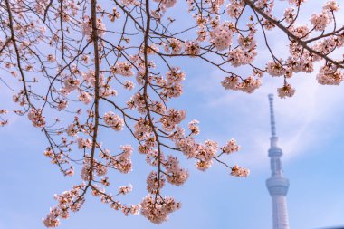 Tokyo Skytree Kulesi Sumida Park'ta tam Bloom kiraz çiçekleri ile. Tokyo Skytree Japonya, 634 m boyunda en yüksek kulede, kule Sumida bölgesinde yayın ve gözlem.
