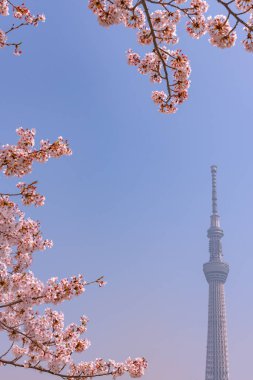 Tokyo Skytree Kulesi Sumida Park'ta tam Bloom kiraz çiçekleri ile. Tokyo Skytree Japonya, 634 m boyunda en yüksek kulede, kule Sumida bölgesinde yayın ve gözlem.