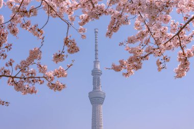 Tokyo Skytree Kulesi Sumida Park'ta tam Bloom kiraz çiçekleri ile. Tokyo Skytree Japonya, 634 m boyunda en yüksek kulede, kule Sumida bölgesinde yayın ve gözlem.