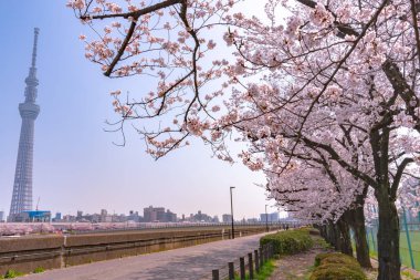 Tokyo Skytree Kulesi Sumida Park'ta tam Bloom kiraz çiçekleri ile. Tokyo Skytree Japonya, 634 m boyunda en yüksek kulede, kule Sumida bölgesinde yayın ve gözlem.