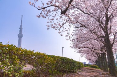 Tokyo Skytree Kulesi Sumida Park'ta tam Bloom kiraz çiçekleri ile. Tokyo Skytree Japonya, 634 m boyunda en yüksek kulede, kule Sumida bölgesinde yayın ve gözlem.