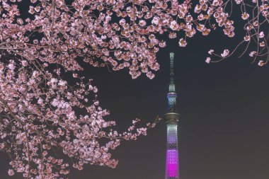 Tokyo Skytree Kulesi Sumida Park'ta tam Bloom kiraz çiçekleri ile. Tokyo Skytree Japonya, 634 m boyunda en yüksek kulede, kule Sumida bölgesinde yayın ve gözlem.