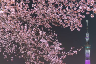 Tokyo Skytree Kulesi Sumida Park'ta tam Bloom kiraz çiçekleri ile. Tokyo Skytree Japonya, 634 m boyunda en yüksek kulede, kule Sumida bölgesinde yayın ve gözlem.