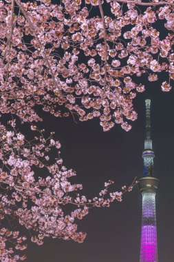 Tokyo Skytree Kulesi Sumida Park'ta tam Bloom kiraz çiçekleri ile. Tokyo Skytree Japonya, 634 m boyunda en yüksek kulede, kule Sumida bölgesinde yayın ve gözlem.