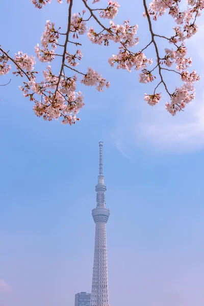 Tokyo Skytree Torn Med Blommande Körsbärsträd Full Blom Sumida Park — Stockfoto