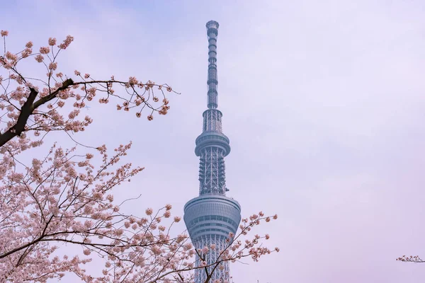 Tokyo Skytree Tower Вишневыми Сомами Полном Расцвете Сил Парке Сумида — стоковое фото