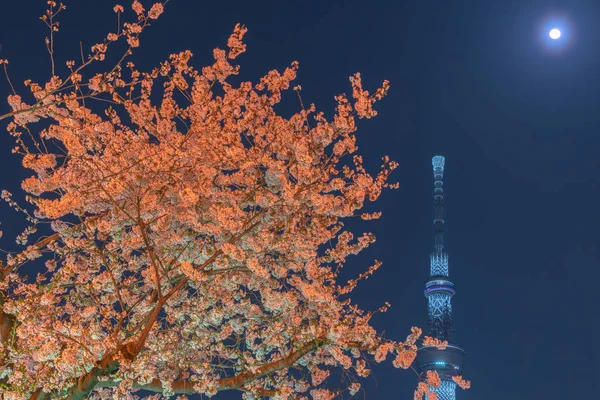 Tokyo Skytree Tower Con Fiori Ciliegio Piena Fioritura Sumida Park — Foto Stock