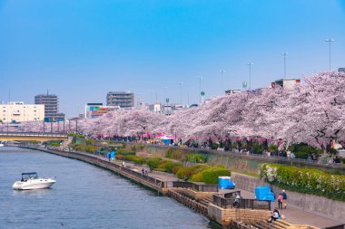 Asakusa Sumida Park kiraz çiçeği Festivali. İlkbaharda, Sumida nehir tarafından kiraz çiçekleri çevrilidir.