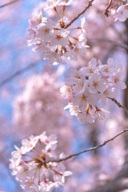 Tokyo kiraz çiçeği bahar sezonu Japan.Cherry çiçekleri Mart ayı sonlarında Tokyo'da çiçeklenme başlar, birçok ziyaretçiler Japonya kiraz çiçeği sezonunda seyahat seçin.