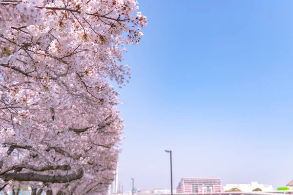Asakusa Sumida Park Cherry Blossom Festival Springtime Sumida River Surrounded — Stock Photo, Image