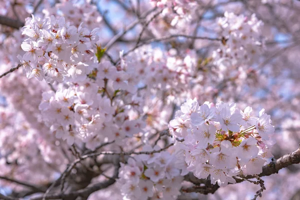 Flor Cerezo Temporada Primavera Tokio Japón Flores Cerezo Comenzará Florecer — Foto de Stock