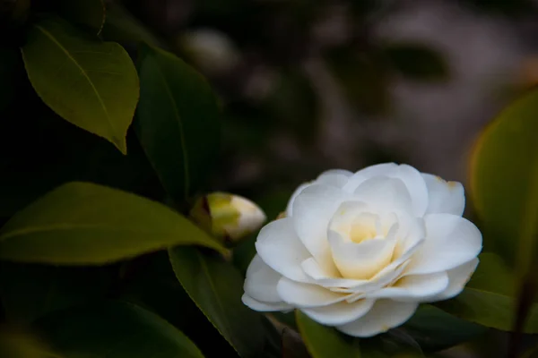 クローズ アップのヤブツバキの花 お茶の花 春の中に黄色い雄しべと花弁の白 — ストック写真