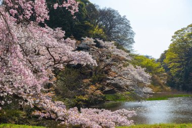 Tokyo İmparatorluk Sarayı içinde kiraz çiçeği