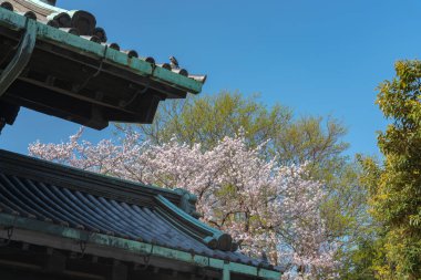 Tokyo İmparatorluk Sarayı içinde kiraz çiçeği