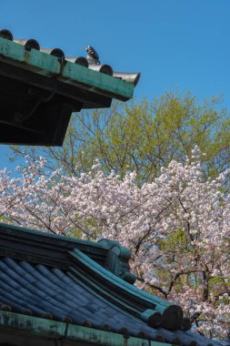 Tokyo İmparatorluk Sarayı içinde kiraz çiçeği