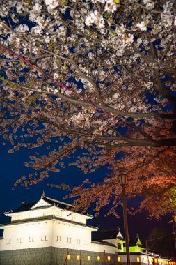Sunpu kale Tatsumi-Yagura sırasında kiraz çiçekleri, Shizuoka, Japonya.