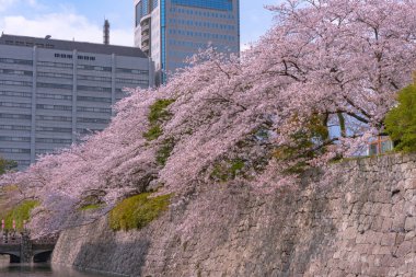Kiraz çiçekleri (Sunpu castle park sırasında Shizuoka şehir manzarası)