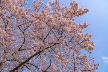 Bahar sezonu, çiçekleri Mart ayı sonlarında Japonya'da, çiçeklenme başlar Japan.Cherry kiraz çiçeği birçok ziyaretçiler Japonya kiraz çiçeği sezonunda seyahat seçin.