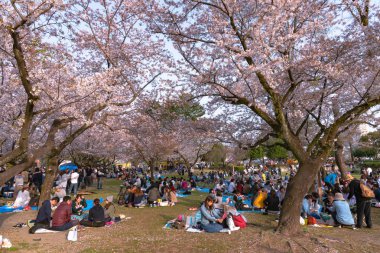 Shizuoka, Japonya - 1 Nisan 2018: Kiraz çiçekleri, Shizuoka, Japonya Shizuoka Festivali (Shizuoka Matsuri).