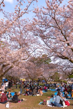 Shizuoka, Japonya - 1 Nisan 2018: Kiraz çiçekleri, Shizuoka, Japonya Shizuoka Festivali (Shizuoka Matsuri).