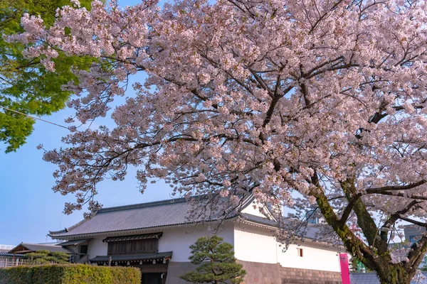 Castello Sunpu Tatsumi Yagura Durante Fiori Ciliegio Shizuoka Giappone — Foto Stock