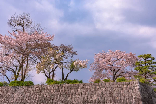 Shizuoka Skyline Della Città Durante Fiori Ciliegio Parco Del Castello — Foto Stock